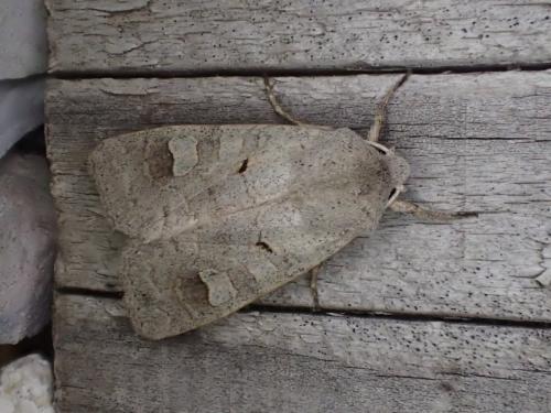 Ammoconia caecimacula